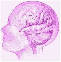 Brain